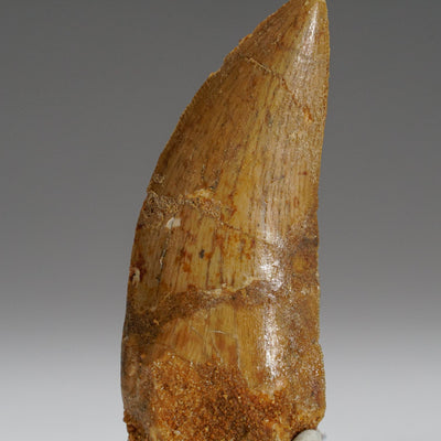 Genuine Carcharodontosaurus Tooth in Display Box (15.7 grams) by Astro Gallery of Gems - product image 3 for Resin Society