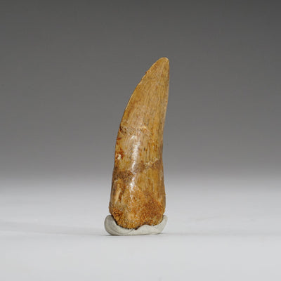 Genuine Carcharodontosaurus Tooth in Display Box (15.7 grams) by Astro Gallery of Gems - product image 4 for Resin Society