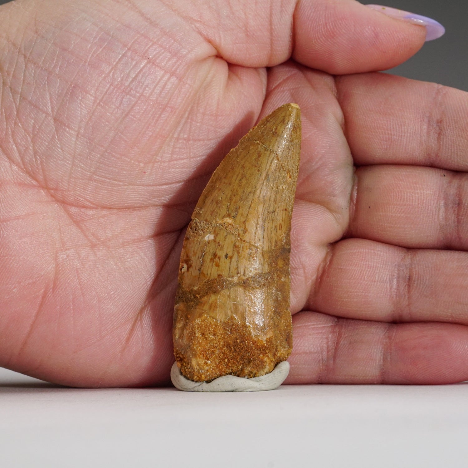 Genuine Carcharodontosaurus Tooth in Display Box (15.7 grams) by Astro Gallery of Gems - product image 5 for Resin Society