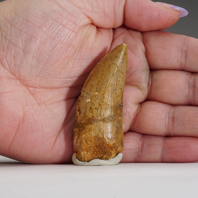 Genuine Carcharodontosaurus Tooth in Display Box (15.7 grams) by Astro Gallery of Gems - product image 5 for Resin Society