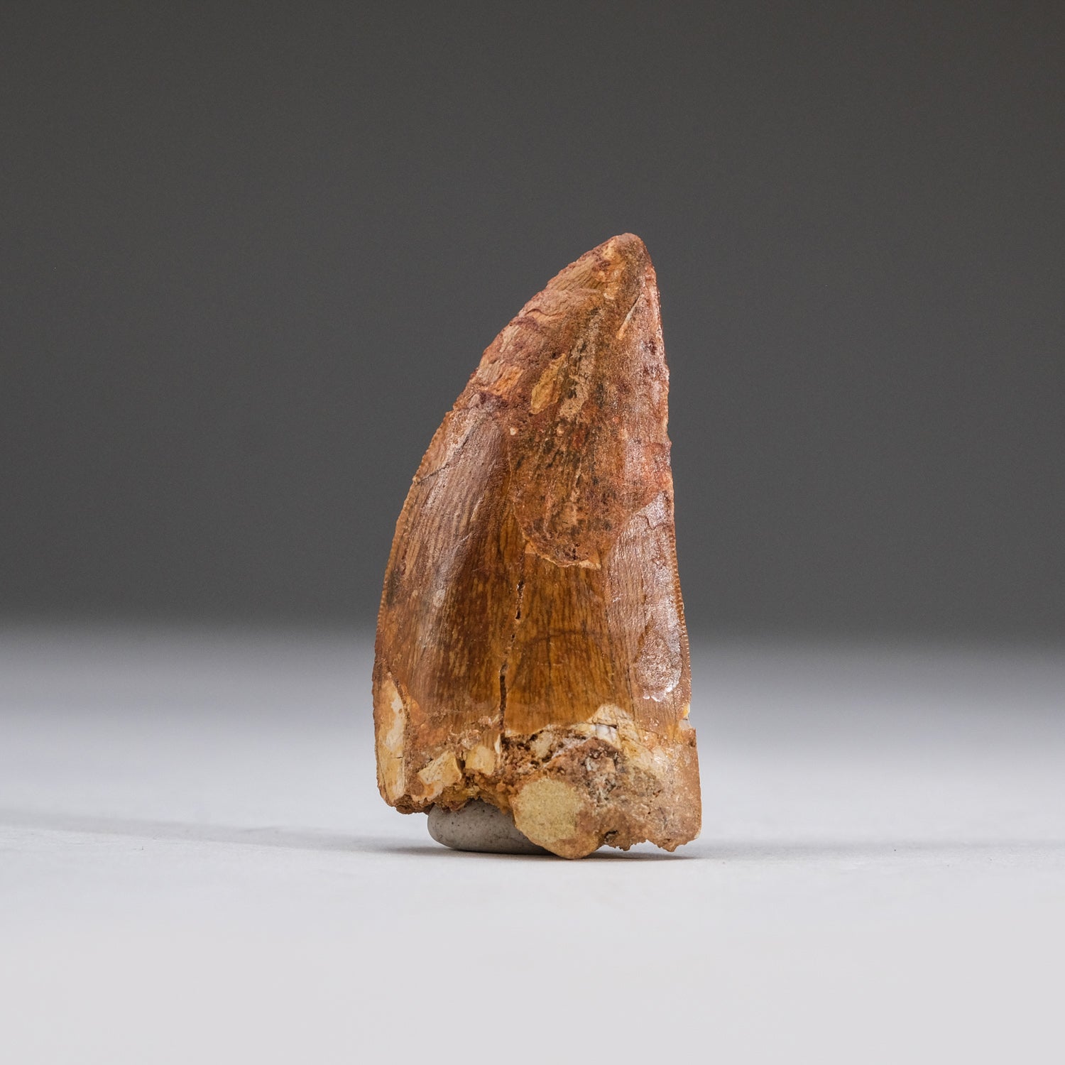 Genuine Carcharodontosaurus Tooth in Display Box (11 grams) by Astro Gallery of Gems - main product image for Resin Society