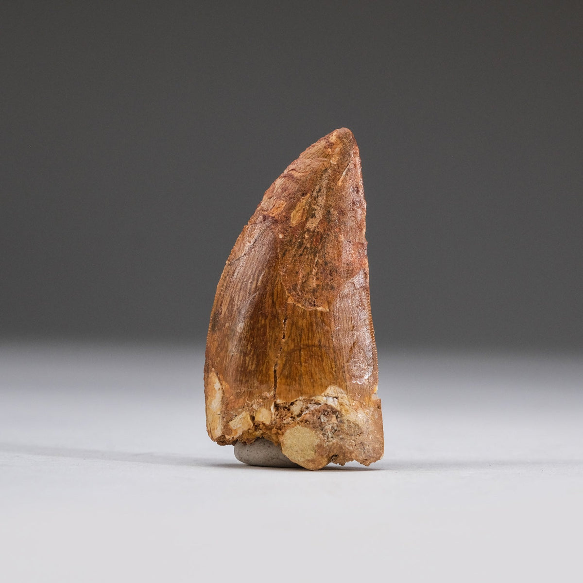 Genuine Carcharodontosaurus Tooth in Display Box (11 grams) by Astro Gallery of Gems - main product image for Resin Society