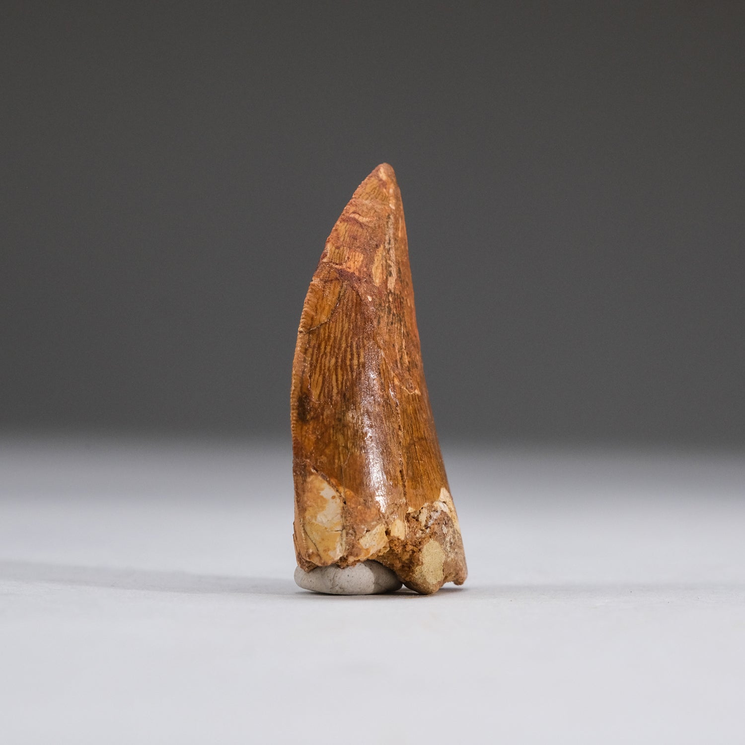 Genuine Carcharodontosaurus Tooth in Display Box (11 grams) by Astro Gallery of Gems - product image 4 for Resin Society