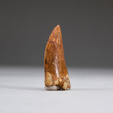 Genuine Carcharodontosaurus Tooth in Display Box (11 grams) by Astro Gallery of Gems - product image 4 for Resin Society