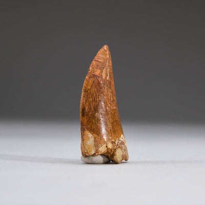Genuine Carcharodontosaurus Tooth in Display Box (11 grams) by Astro Gallery of Gems - product image 4 for Resin Society