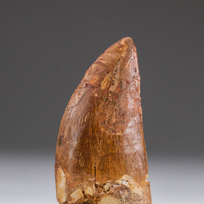 Genuine Carcharodontosaurus Tooth in Display Box (11 grams) by Astro Gallery of Gems - product image 5 for Resin Society