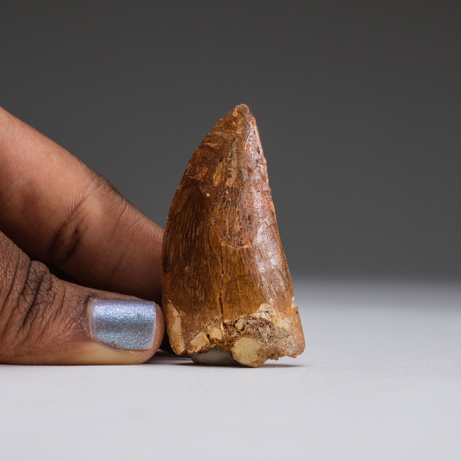Genuine Carcharodontosaurus Tooth in Display Box (11 grams) by Astro Gallery of Gems - product image 2 for Resin Society