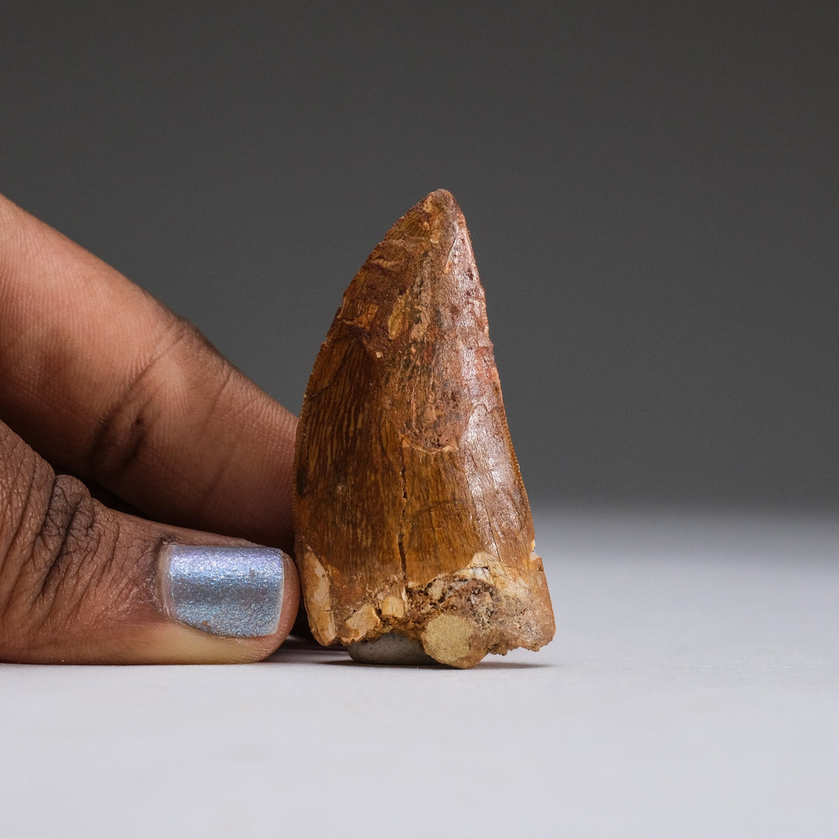 Genuine Carcharodontosaurus Tooth in Display Box (11 grams) by Astro Gallery of Gems - product image 2 for Resin Society