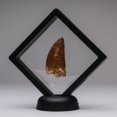 Genuine Carcharodontosaurus Tooth in Display Box (11 grams) by Astro Gallery of Gems - product image 3 for Resin Society