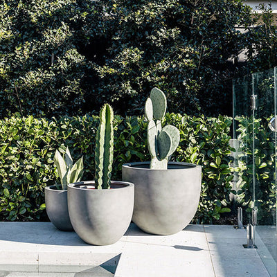 Tub Planter by The Balcony Garden US