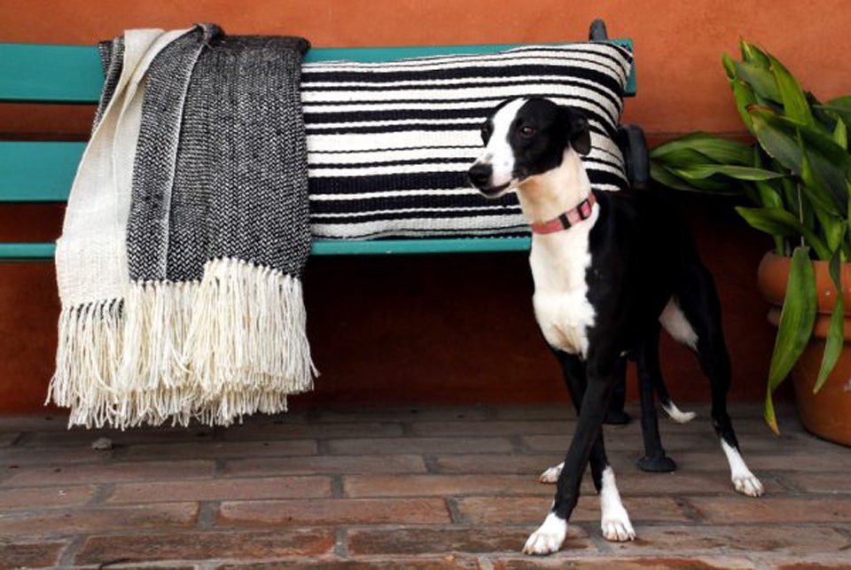 Harlequin Luxury Throw Blanket by Homelosophy