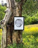 Black-framed grayscale print of a tree cross-section hangs on rugged tree trunk with textured bark, surrounded by green foliage and yellow wildflowers in natural landscape.