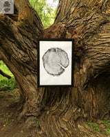 Black-framed print of a white wood cross-section with dark growth rings, displayed against the textured, brown bark of a large tree trunk outdoors.