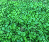 Close-up view of dense green leafy plants covering the ground with a mix of round and elongated leaves scattered throughout.