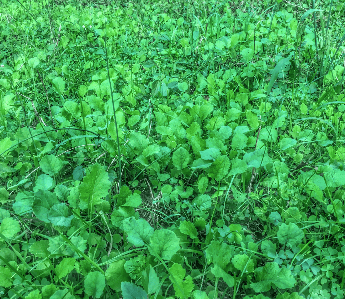 Close-up view of dense green leafy plants covering the ground with a mix of round and elongated leaves scattered throughout.