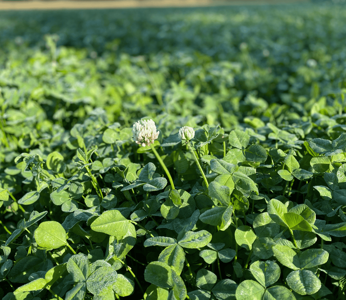 Close-up of green clover with two white clover flower heads rising above dense leaves, illuminated by natural sunlight and soft shadows.