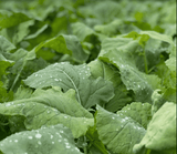 Close-up of large green leaves with water droplets, showing detailed veins and slightly ruffled edges in soft natural light.