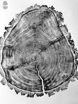 Black and white detailed print of a cross-section of a tree trunk showing concentric growth rings and cracks extending from the center to the bark edges.
