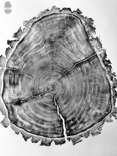 Utah Art, Tree Ring Print, Natural Wood Slice Wall Art by lintonart