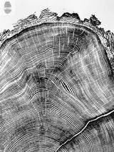Black and white detailed print of a tree ring cross-section, showing concentric growth rings and textured bark patterns in a natural wood slice design.