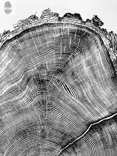 Utah Art, Tree Ring Print, Natural Wood Slice Wall Art by lintonart