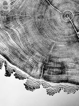 Black and white detailed print of a tree cross-section showing concentric rings and rugged outer bark edge on a white background.
