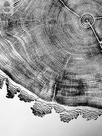 Utah Art, Tree Ring Print, Natural Wood Slice Wall Art by lintonart