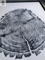 Detailed black and white print of a cross section of a tree trunk showing concentric growth rings and natural bark edges with prominent cracks.