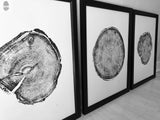 Three black and white framed prints of tree cross-sections arranged side by side on a light wooden floor against a wall, each print showing distinct growth rings and bark texture.