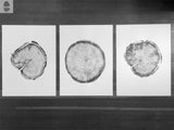 Black and white prints of three cross-section tree rings, each on separate white backgrounds arranged side by side on a wooden floor.