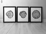 Three black-framed prints of detailed tree rings side by side on a light wooden floor against a textured white wall, illustrating tree cross sections in monochrome.