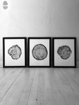 Three framed black-and-white prints of cross-sections of tree trunks, each showing distinct growth rings, arranged on a wooden floor against a white textured wall.
