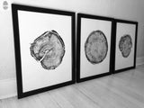 Three black and white prints of tree cross-sections in black frames arranged on the floor against a white wall, highlighting distinct growth rings and bark textures.