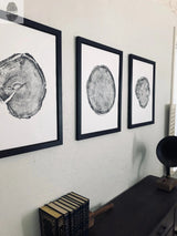 Three black and white framed prints showing detailed cross sections of tree trunks arranged horizontally on a white wall above a wooden surface with books and a vintage-style gramophone.