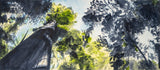 Beneath the Redwoods 2, Sonoma, watercolor painting by Art By Francis - main product image for Resin Society