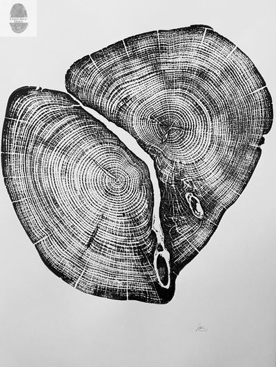 Waco Texas Cedar 18x24 print showing detailed rings of two main cedar trunks merging, printed with textured ink on white paper