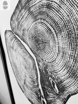 Black and white close-up print of two large tree cross-sections showing detailed growth rings and wood grain patterns.
