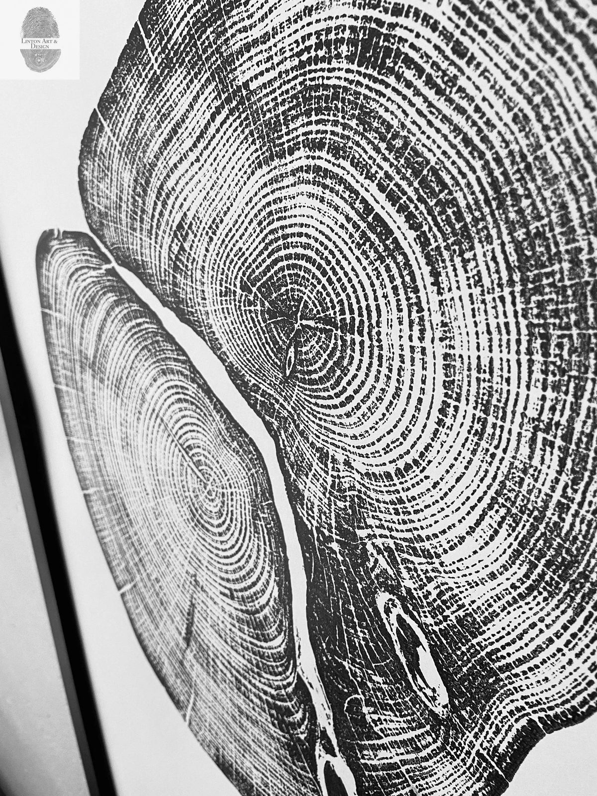 Black and white close-up print of two large tree cross-sections showing detailed growth rings and wood grain patterns.