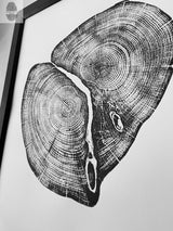 Close-up black and white print of two cross-sections of a Waco Texas cedar log showing detailed growth rings and natural cracks, framed in black.