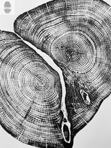 Black and white detailed print showing the cross section of two cedar tree trunks with visible growth rings and natural cracks.
