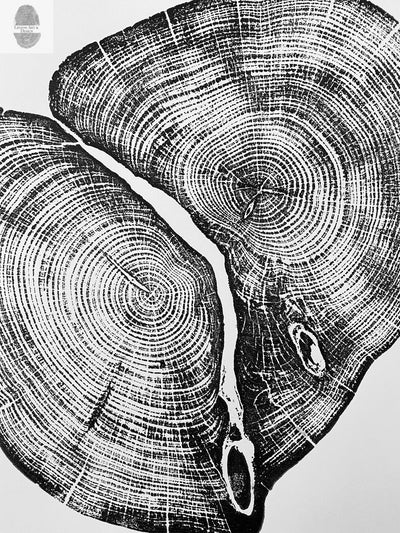 Waco Texas Cedar - 18x24 print