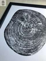 Black and white print of a pecan tree cross-section showing detailed annual rings and cracks, framed in black wood against a light floor.