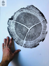 Walden Pond Massachusetts Oak 18x24 print showing detailed tree rings in textured ink on paper