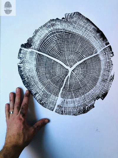 Walden Pond Massachusetts Oak 18x24 print showing detailed tree rings in textured ink on paper