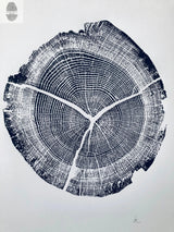 Black and white detailed print of an oak tree cross-section with visible growth rings and three major radial cracks.