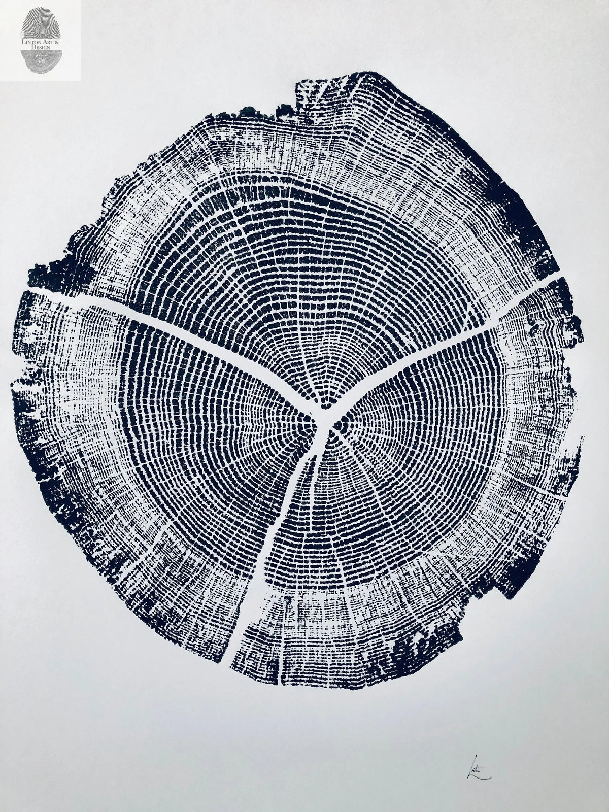 Black and white detailed print of an oak tree cross-section with visible growth rings and three major radial cracks.