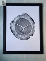 Black and white print of an oak tree cross-section showing detailed growth rings and three large radial cracks, framed in black and mounted on a white surface.