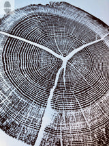 Close-up of a black and white print showing detailed concentric growth rings and three prominent radial cracks of an oak tree cross-section.