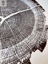 Close-up black and white print of an oak tree cross-section showing detailed growth rings and bark texture on an 18x24 surface.