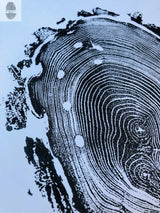 Black ink print of tree rings with irregular outer bark pattern on light blue paper, featuring distinct growth rings and white spots within the rings.